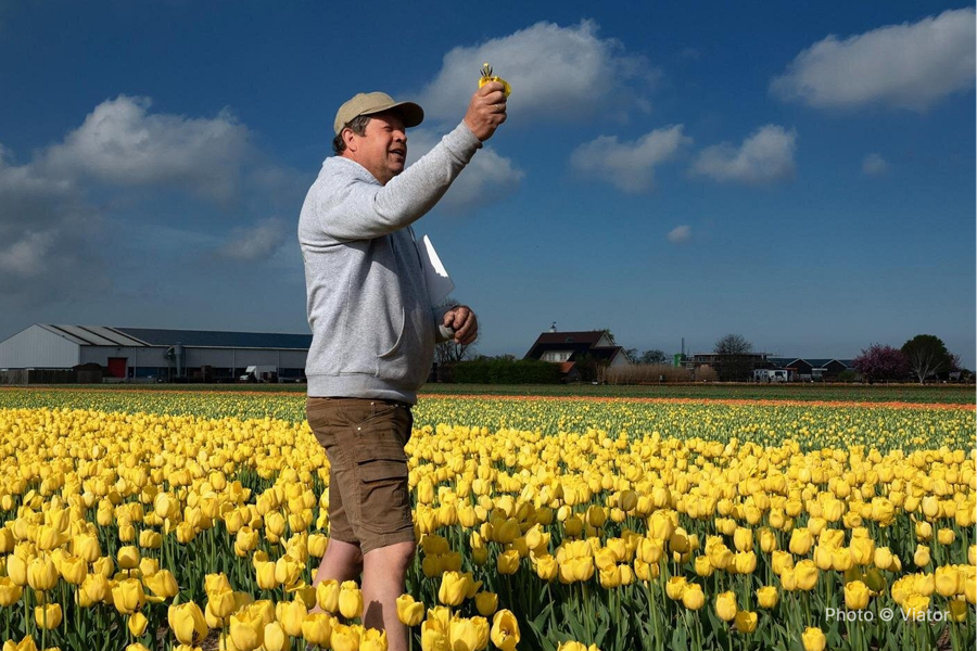 Amsterdam: Day trip to Tulip Farm, Keukenhof + Windmill Cruise - photo 1