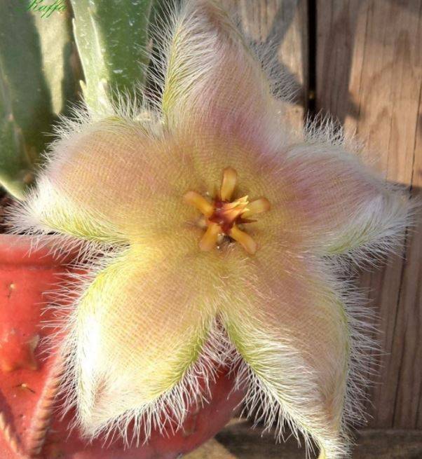 Top 8 Rarest Succulents in the World  Bumble Plants