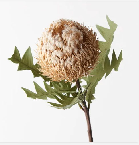 Cream Banksia Baxteri - Realistic Artificial Flowers