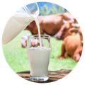 a glass of cow's milk that provide vitamins in the best calcium supplement