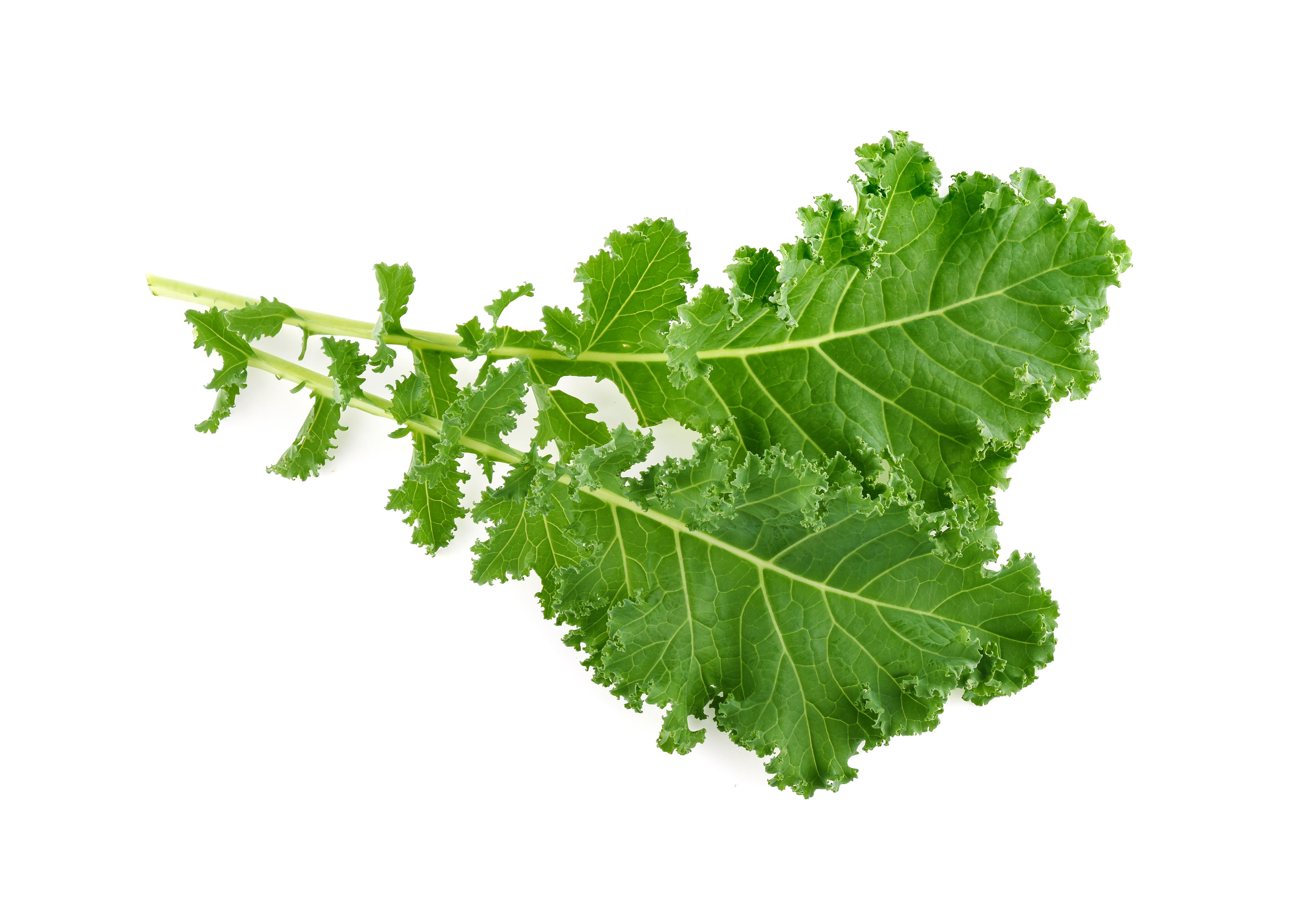 Kale leaves on a white background