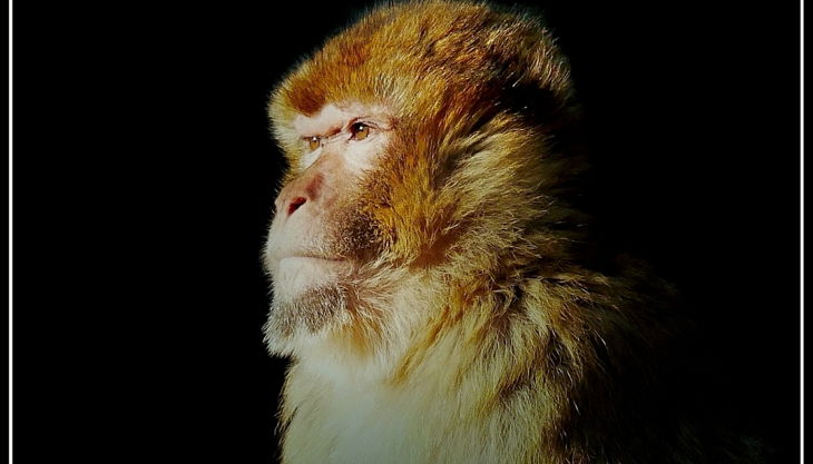 tiergarten nürnberg magotberberaffe derlandschaftszoo beckmannuwe
