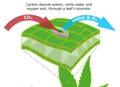 Diagram showing a leaf with a stomata open and allowing co2 in while letting oxygen out