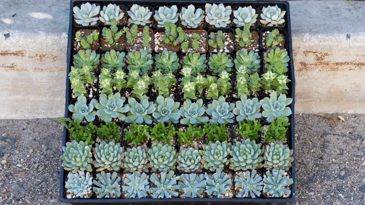 Wholesale Succulent Plants