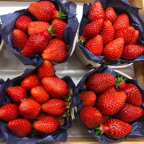 fraise-type-clery
