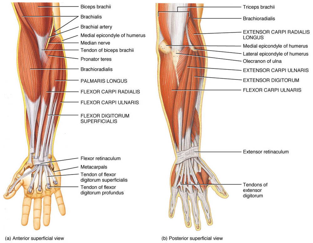 Muscles of the forearm