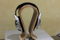 Sennheiser Electronics HD-800 Mint Condition- Rarely used 2