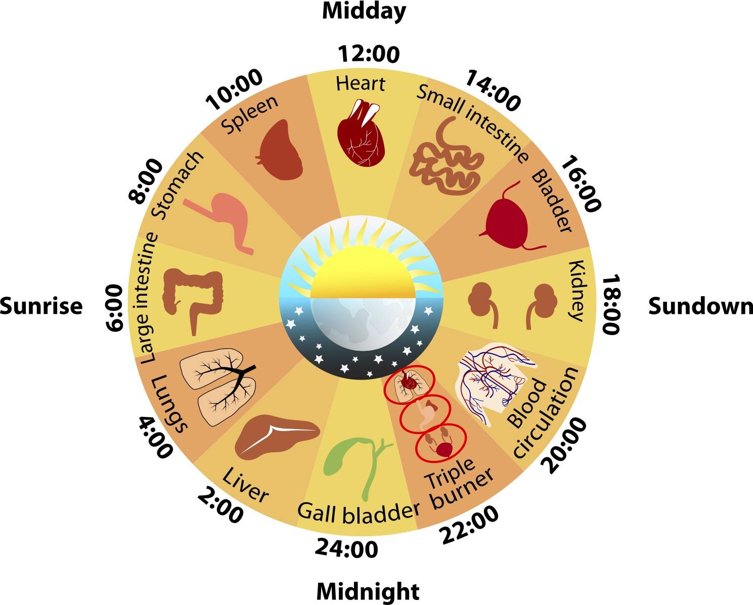 Why Are Your Circadian Rhythms So Important? – RedHealth®
