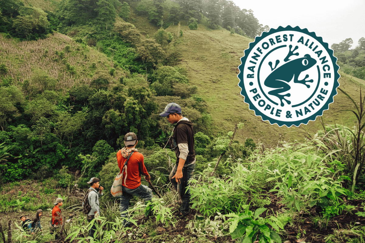 Man climbing down hill of coffee farm 