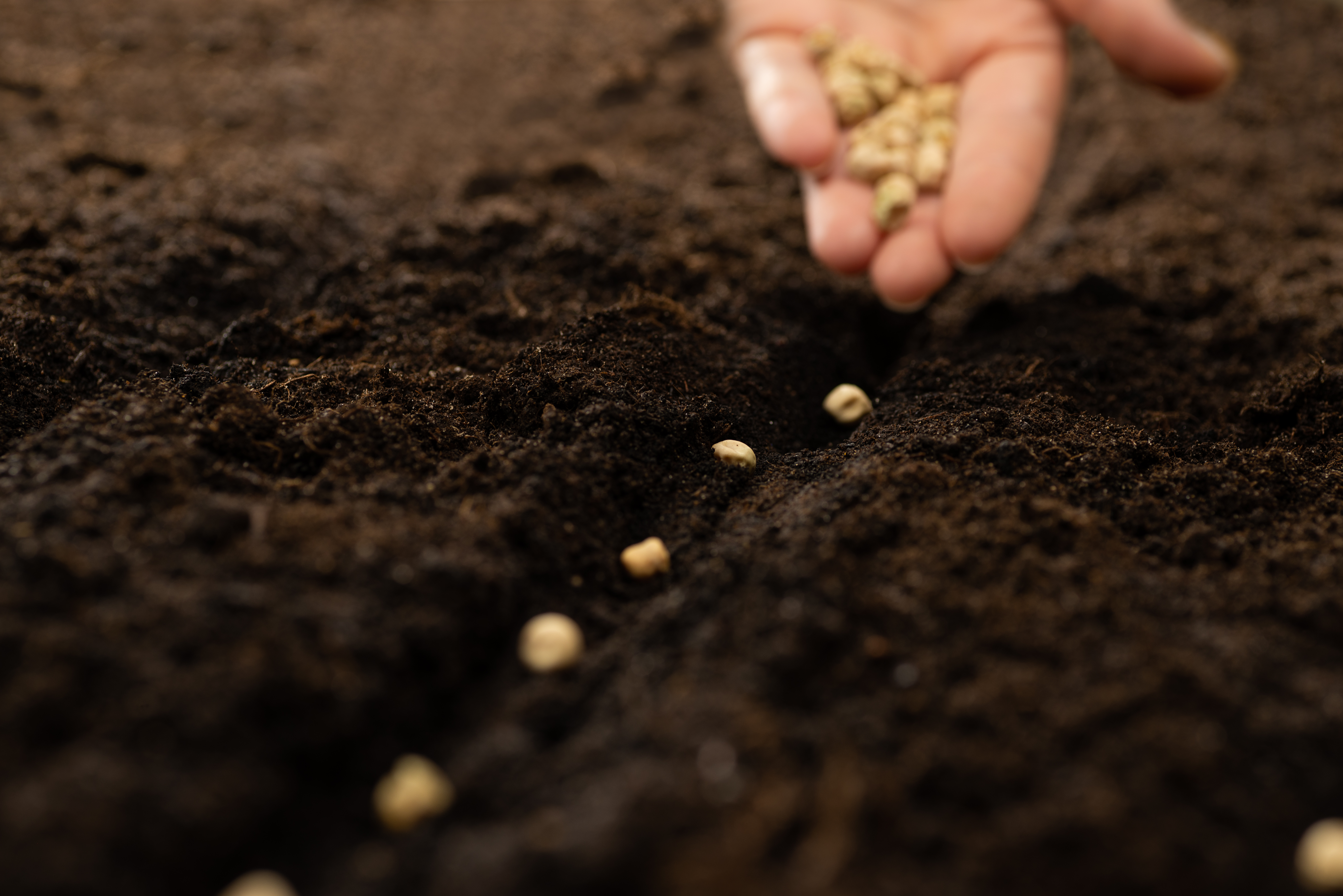 A hand sowing seeds in a row in the soil
