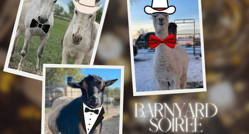 Barnyard Soirée: A Night for Farm Animal Friends