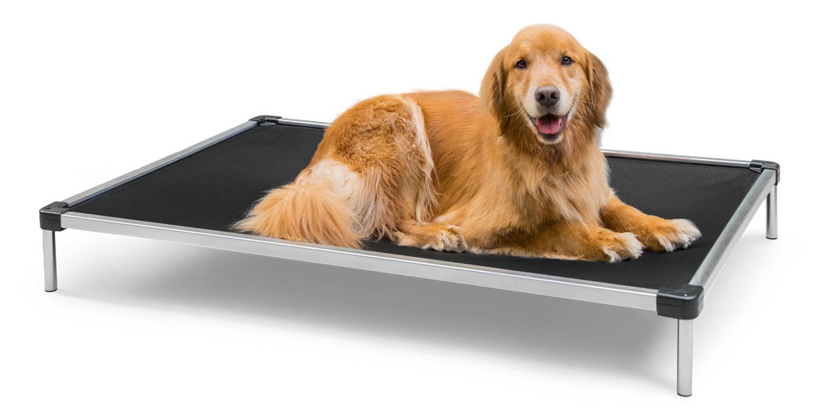 a golden retriever lying on a chew proof cot bed