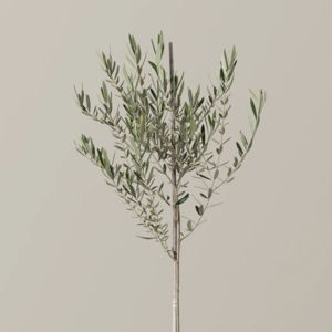 Large Olive Tree | The Sill