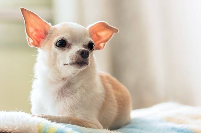 when do chihuahuas ears stand up