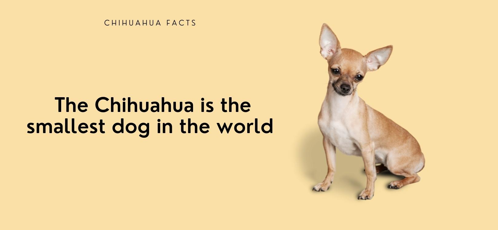 facts about chihuahuas