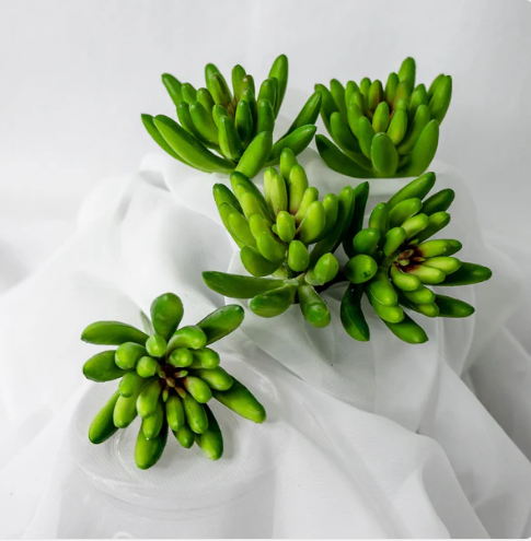 Claw Lotus Succulent (6 Pack) - Realistic Artificial Flowers and Greenery - Image 4