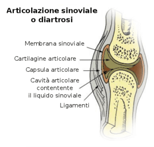 Articolazioni dolore articolare artrosi artrite rimedi cause cura prodotti integratori