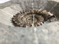 Ammonite Fossil Preparation Craig Chivers Natural Selection Fossils