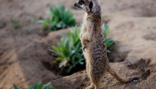 tiergarten nürnberg erdmännchen derlandschaftszoo beckmannuwe