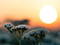 Achillea Millefolium 