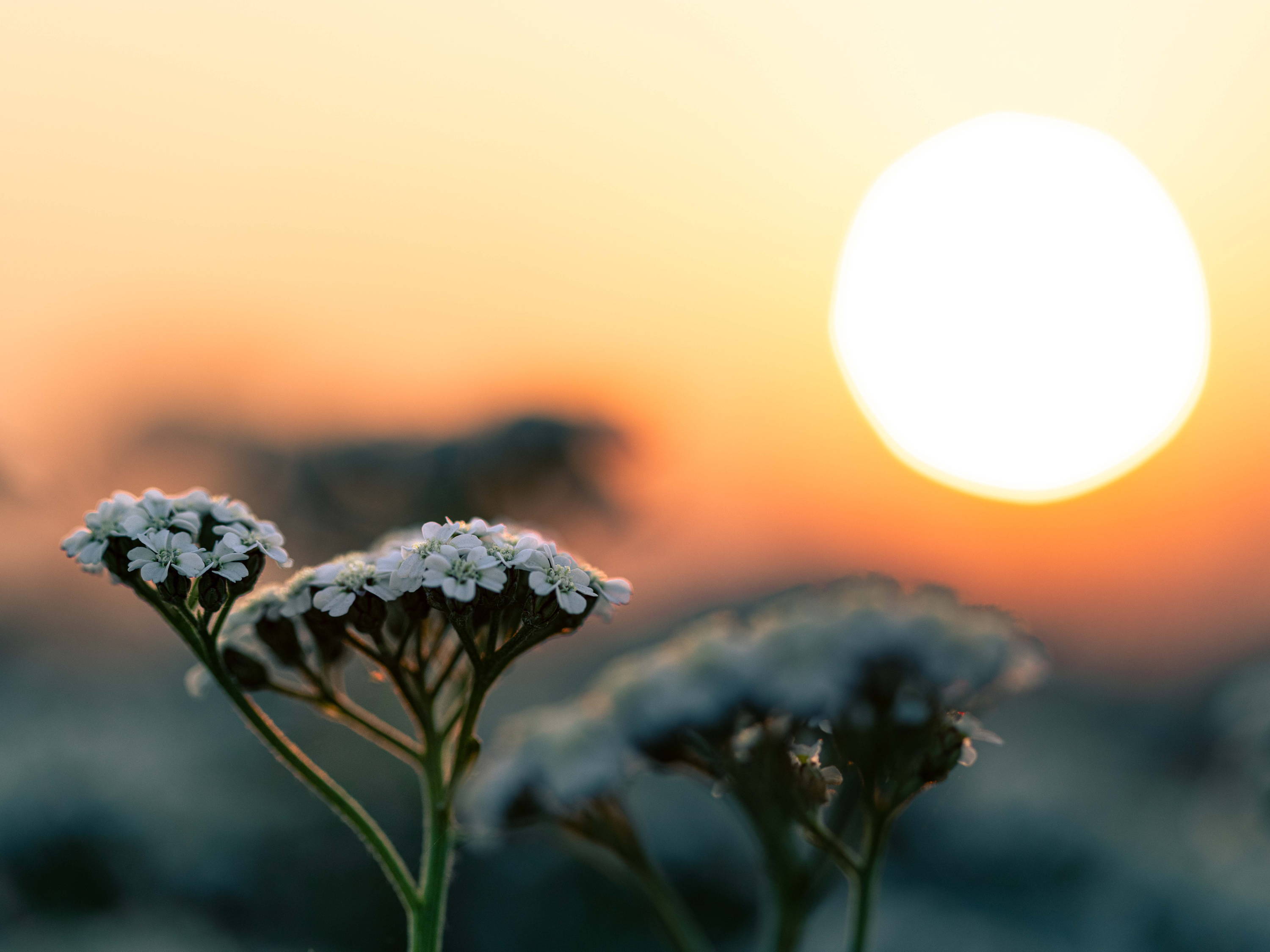 Achillea Millefolium 