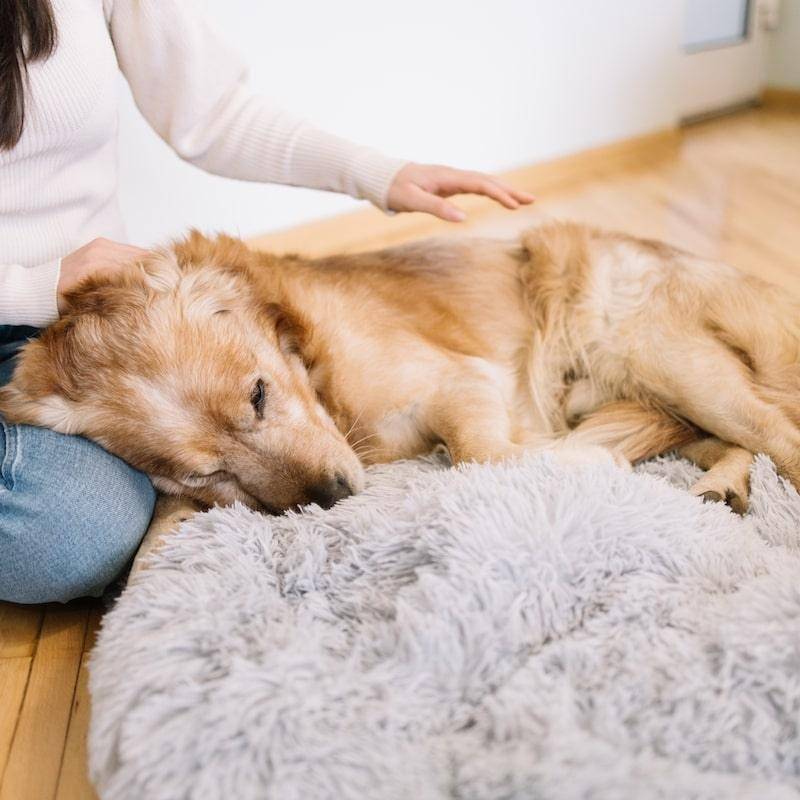 Relieving Pet Anxiety with Luxury