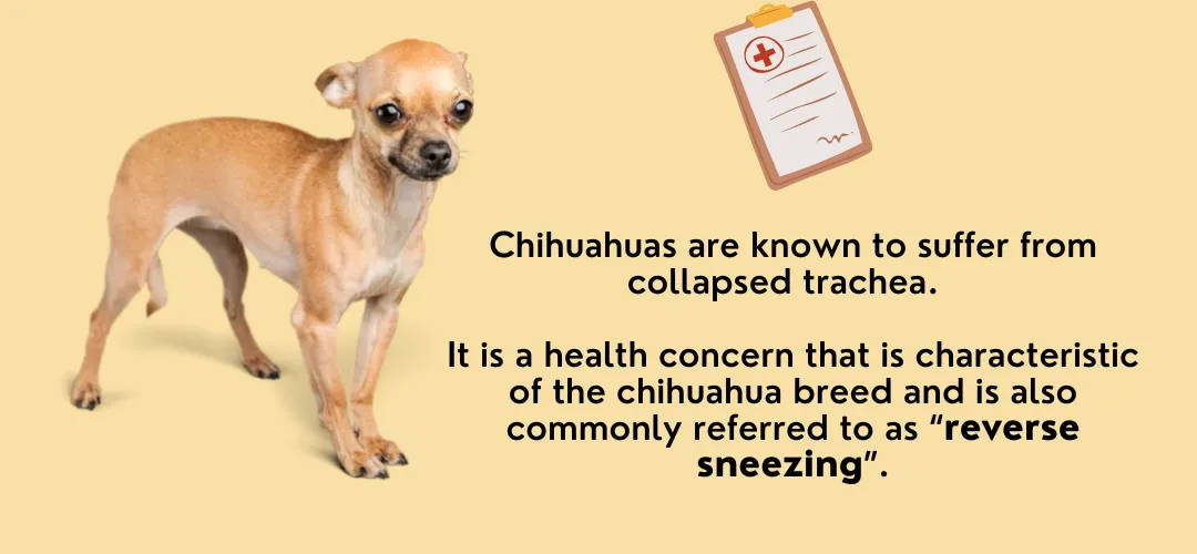 how old does chihuahua live