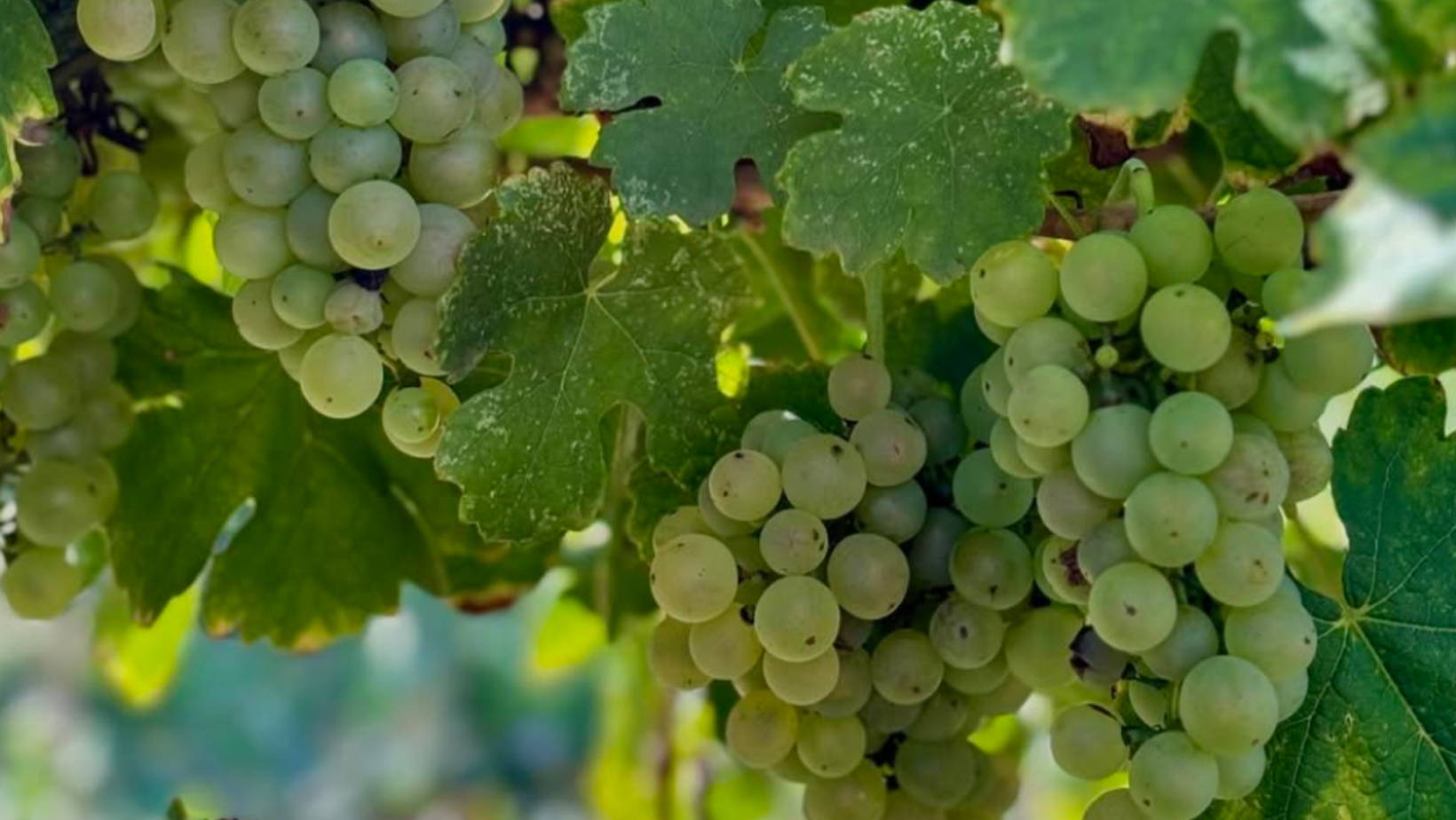 France, vin nature, rawwine, organic wine, vin bio, vin sans intrants, vin sans souffre, vin sans sulfites ajoutés, vin rouge, vin blanc, rouge, blanc, vin propre, vigneron, domaine bio, biodynamie, vigneron nature, vin biodynamique, raizin brut, Quimper, Finistère, Morbihan, château puech redon, puech redon, cyril cuche, cévennes, piémont cévenol, pour de vrai, new york time, point g, apparente , sensitive, languedoc