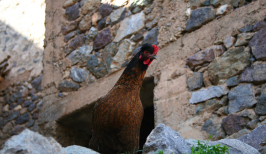 Berber life.png