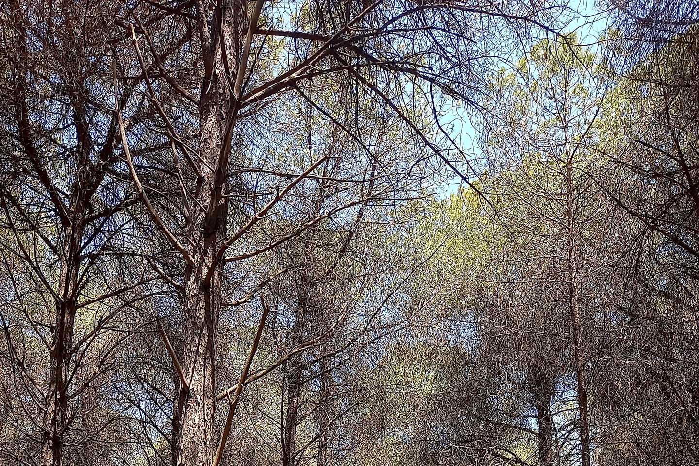 slider-image