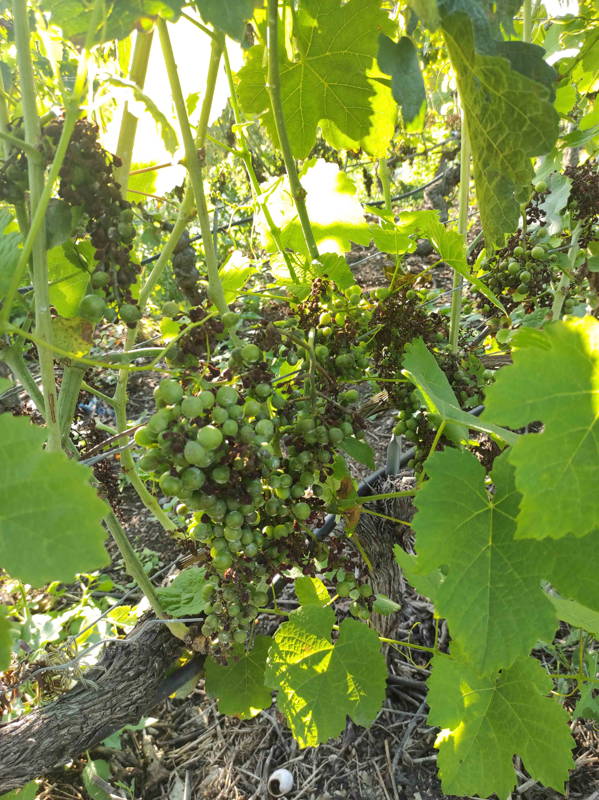 Le mildiou sur les grappes de raisin