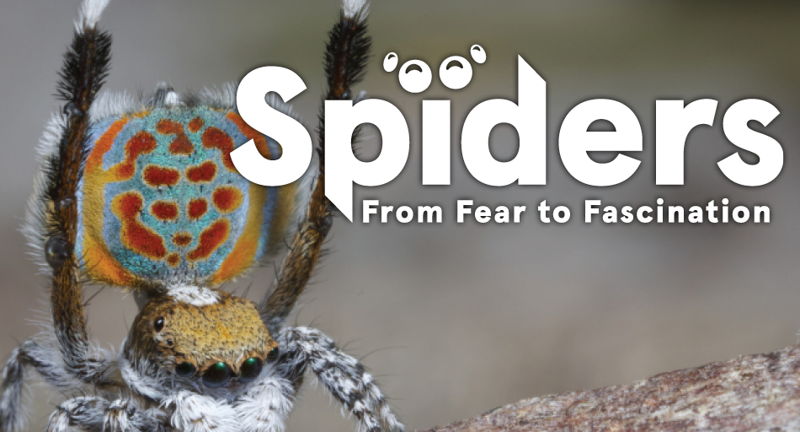 Spiders: From Fear to Fascination