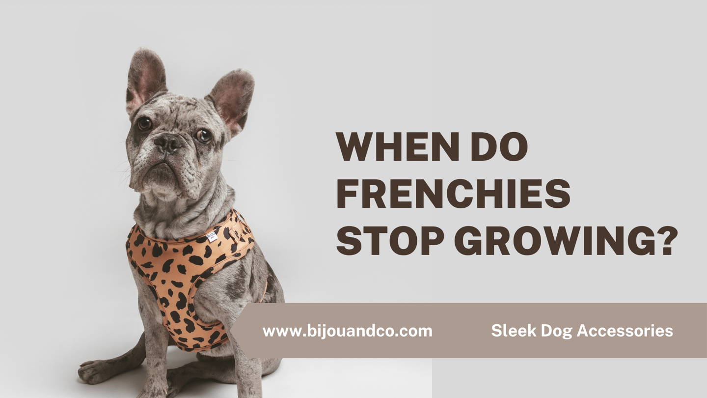 when do frenchies stop growing?