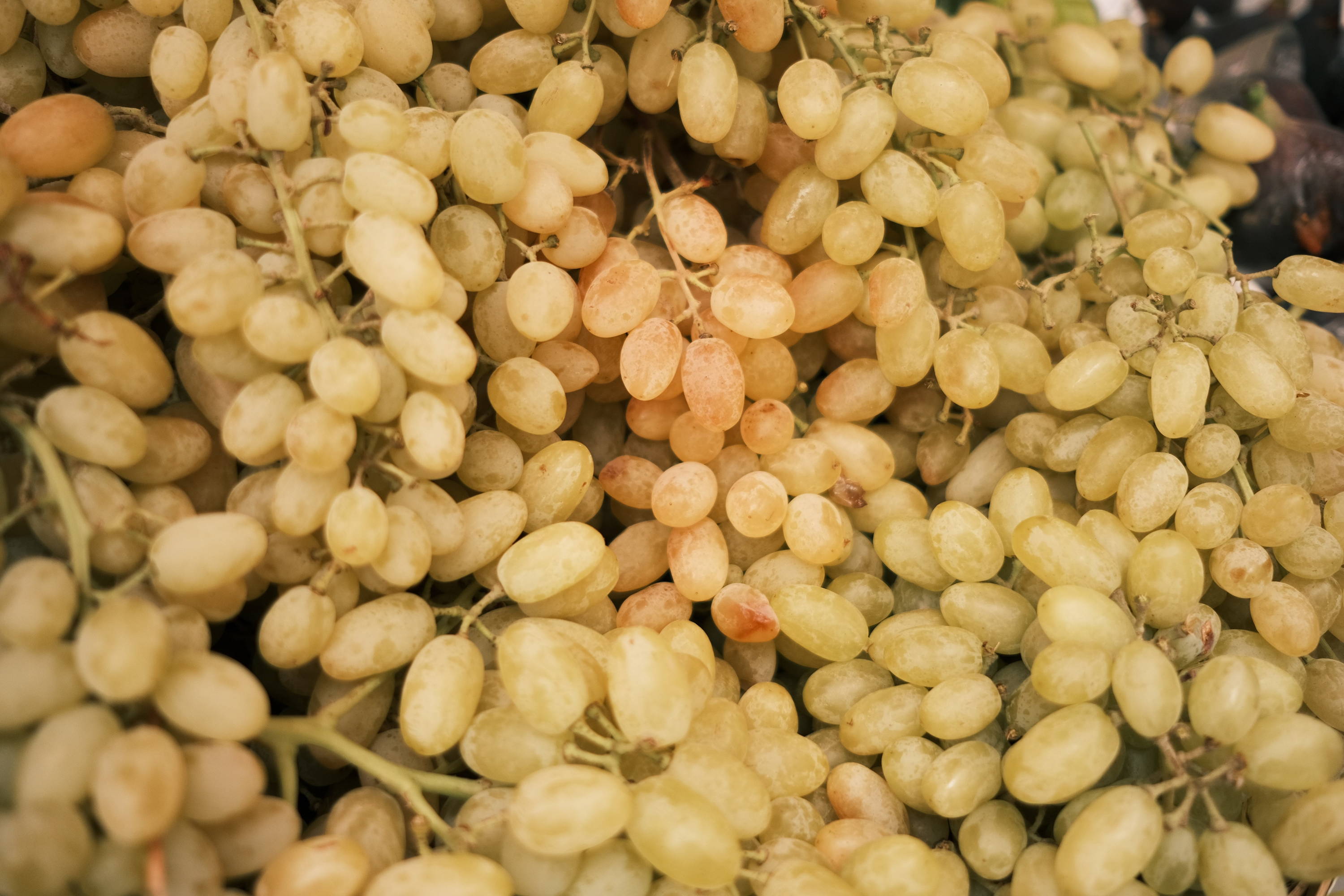 Close up of Riesling grapes after harvest. 