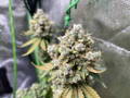 Cannabis flower full of white trichomes inside an indoor grow