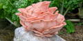 Pink Oyster Mushroom Fruiting From Grow Kit
