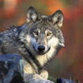 Wolf looking into camera lens