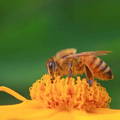 honey-bee-sitting-on-yellow-flower