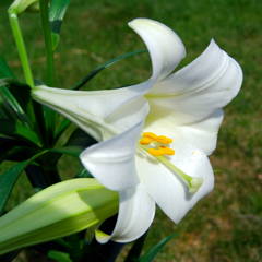 White Easter lily