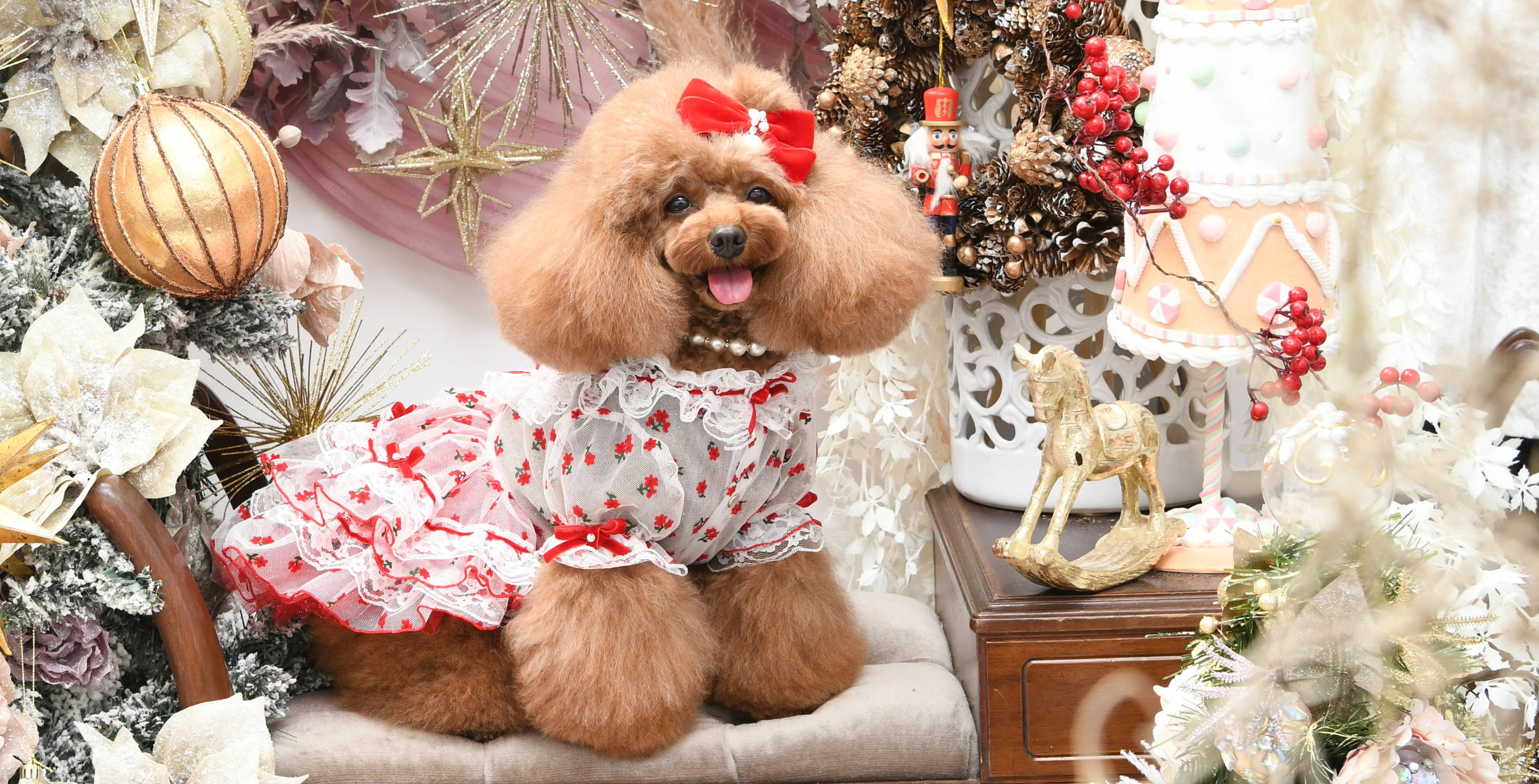 Luxebirdie（リュクスバーディ）|小型犬とのリュクスな生活を楽しむ