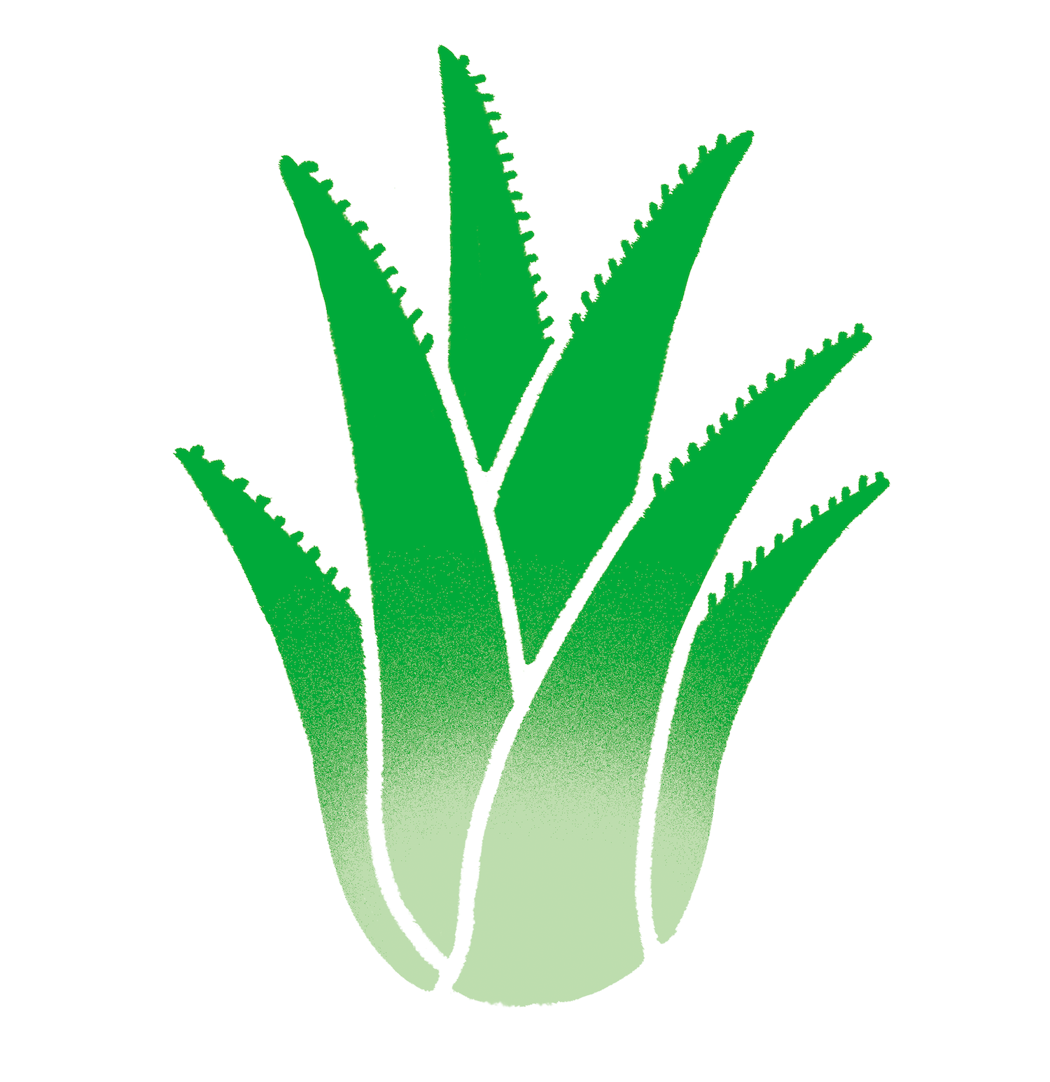 出雲産アロエベラ3kg – あろえん