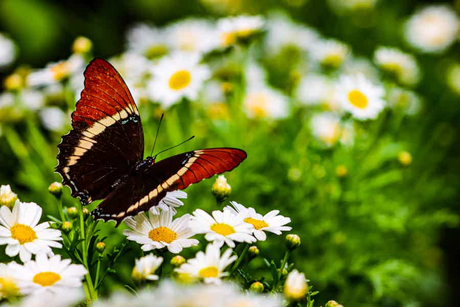 Butterfly Garden Admission Ticket - photo 1