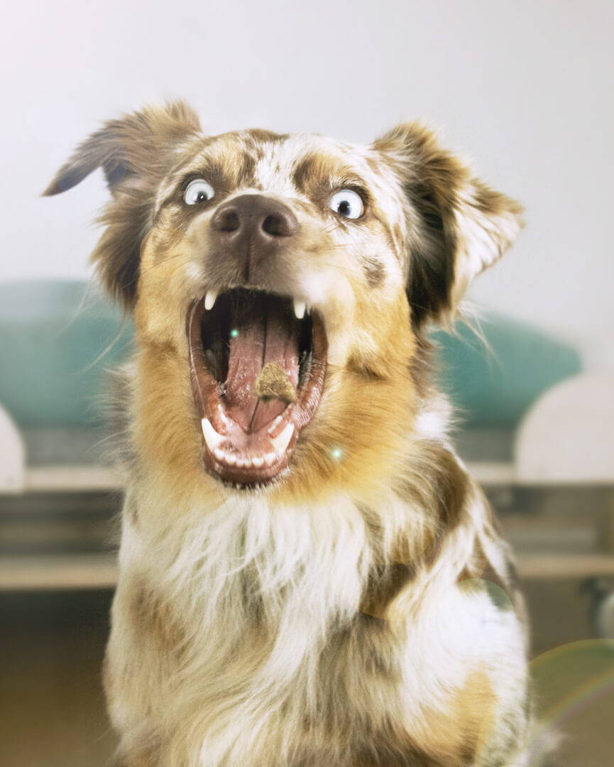 Hundebedarf Trockenfutter Tales&Tails
