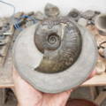 Ammonite Fossil Preparation Craig Chivers Natural Selection Fossils