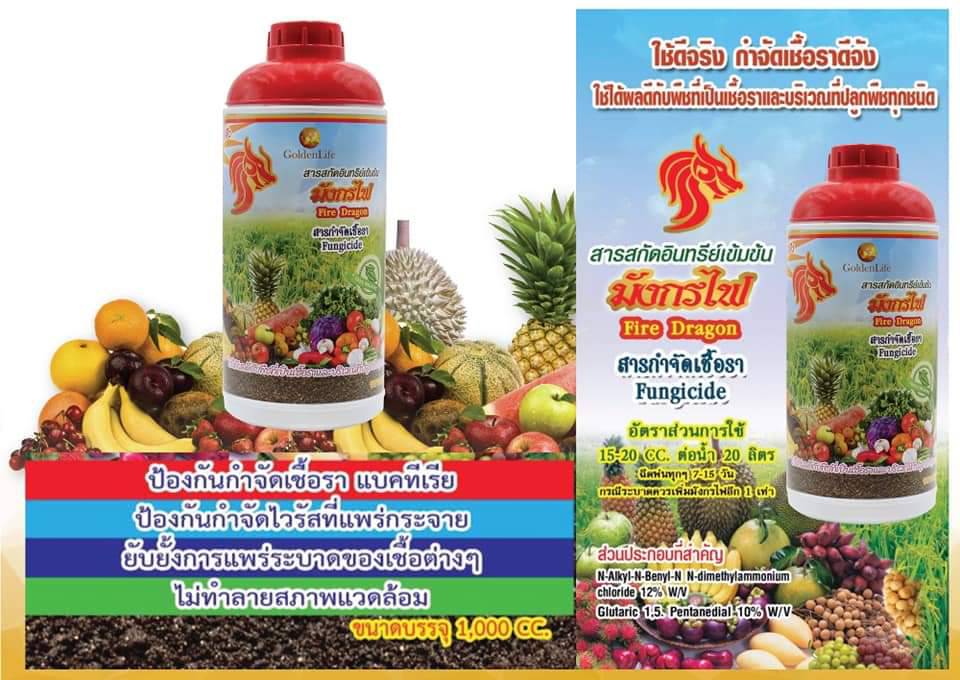 มังกรไฟ (FIRE DARGON)