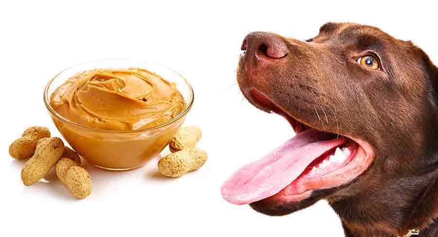 dog eating peanuts