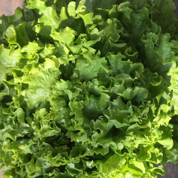salade-batavia