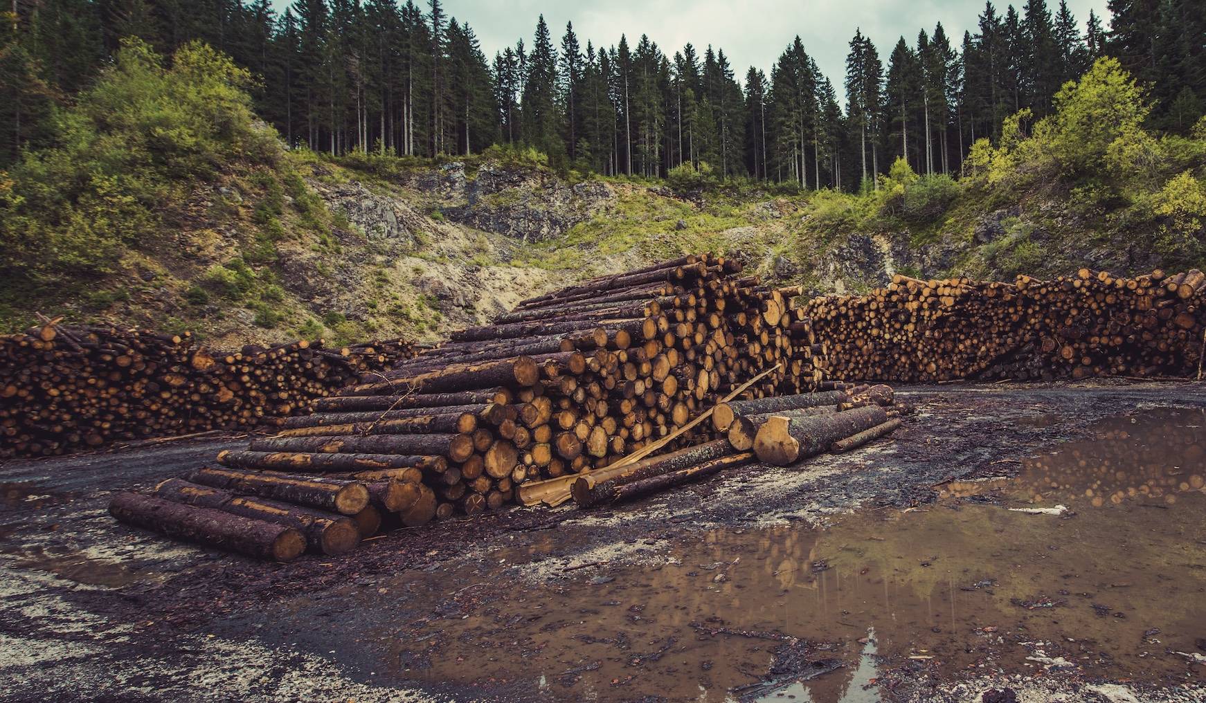 EU Parliament declares new deforestation rules for companies.