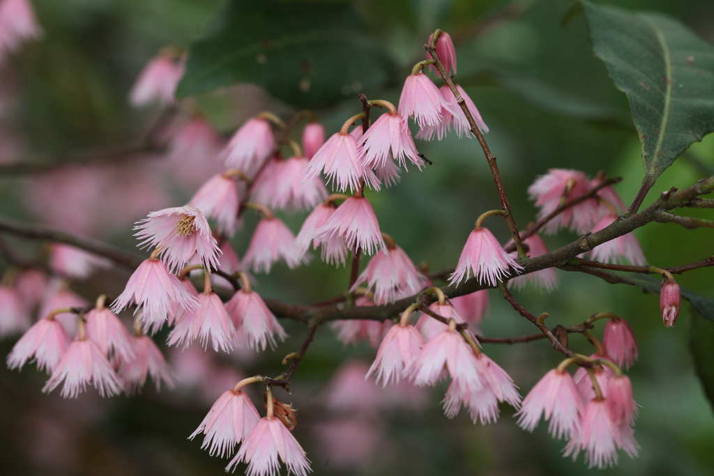 An image depicting Blueberry Ash flowers - they are delicate and pink, with frayed edges to the petals.
