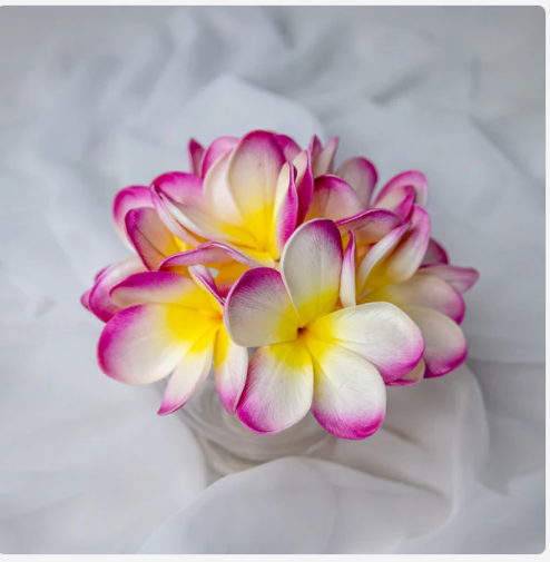 White Fuchsia Frangipani Flowerhead (6 Pack) - Realistic Artificial Flowers - Image 2